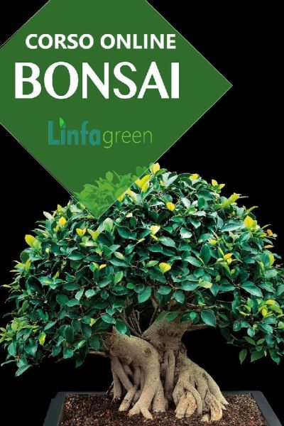 Curso básico básico en línea