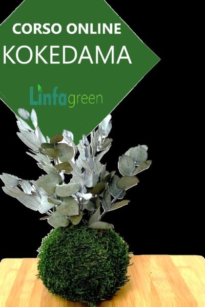 Curso básico en línea kokedama