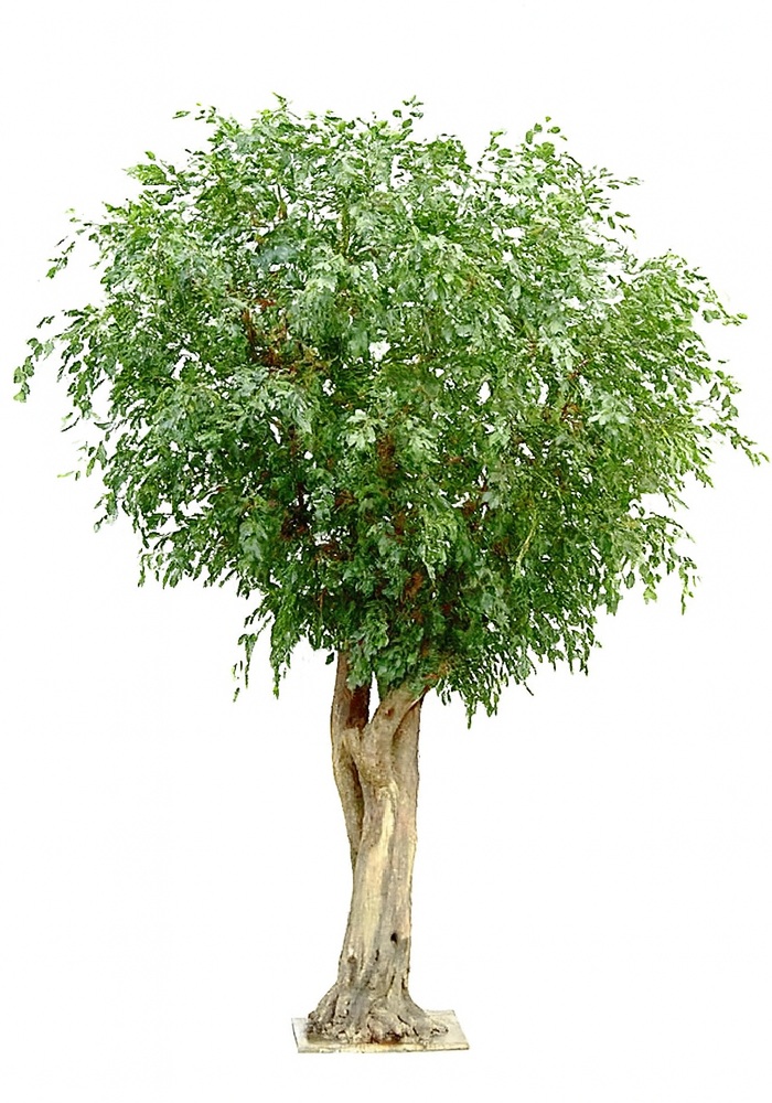 Albero artificiale Ficus Giant Bosco Esp