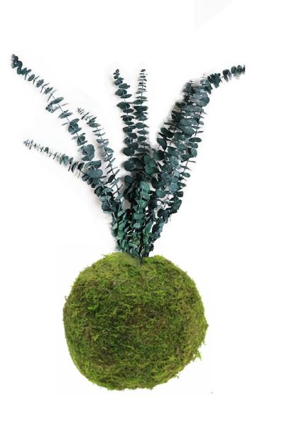 Kokedama eucalipto baby blue stabilizzato
