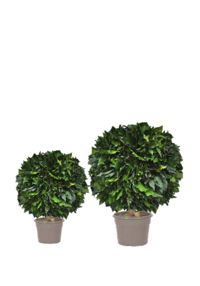 Topiaria de hera estabilizada, base 1 esfera