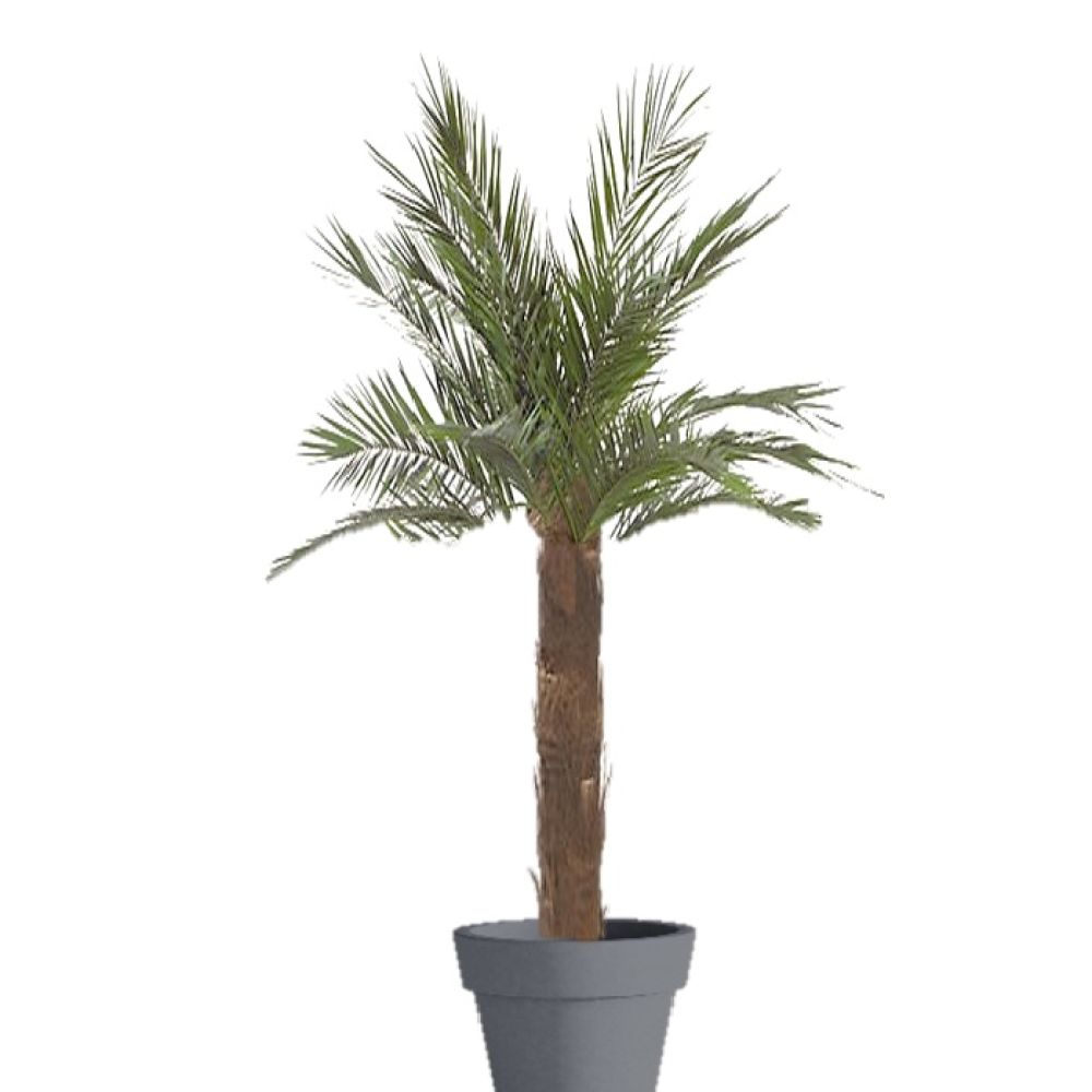 Palme_stabilizzate_Linfagreen