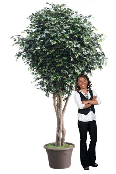 Albero ficus artificiale special da 3,5 mt a 5,00 mt VE