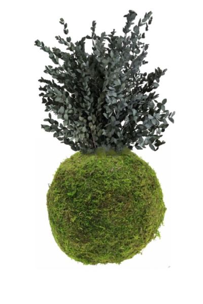 Il Kokedama eucalipto parvifoglia stabilizzato