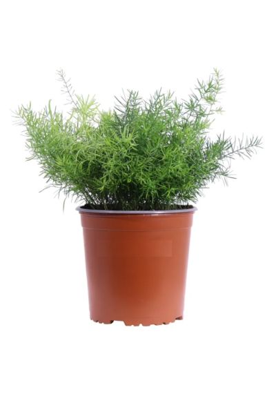 Planta de Aspargo Sprengeri estabilizada