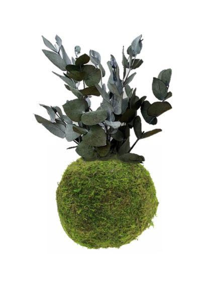 Kokedama eucalipto cinerea stabilizzato