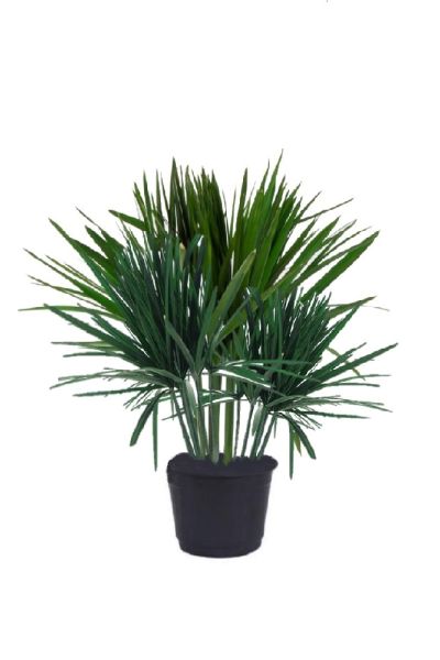 Planta de papiro estabilizada