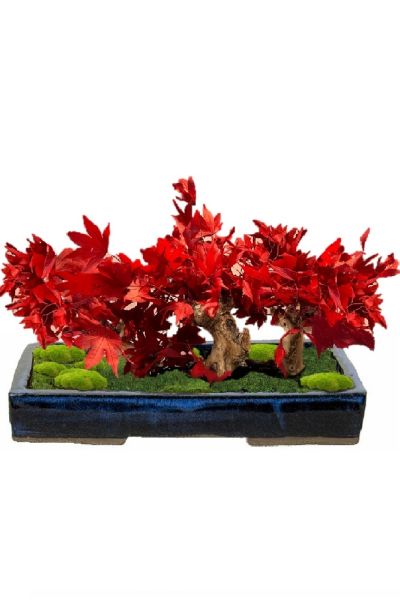 Il Bonsai Bosco Acero stabilizzato