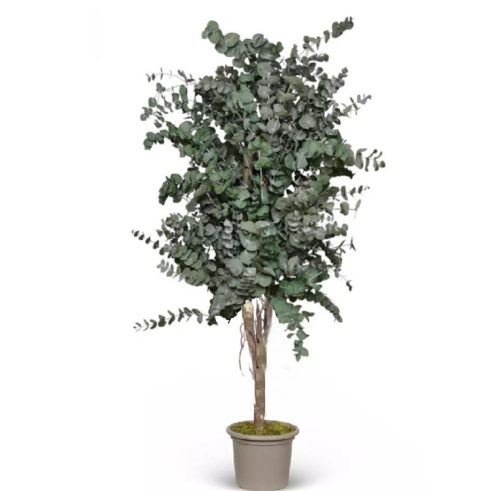 Piante_stabilizzate_Linfagreen