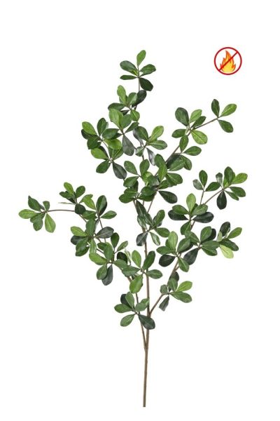 Ficus black olive orientale ramo cm 80 fuoco resistente ES