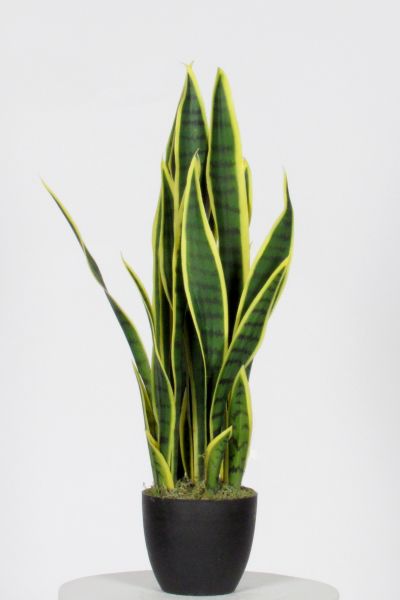 Pianta Sanseveria Artificiale UVR Variegata varie altezze VE