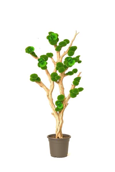 Planta fantasma Polemoss estabilizada