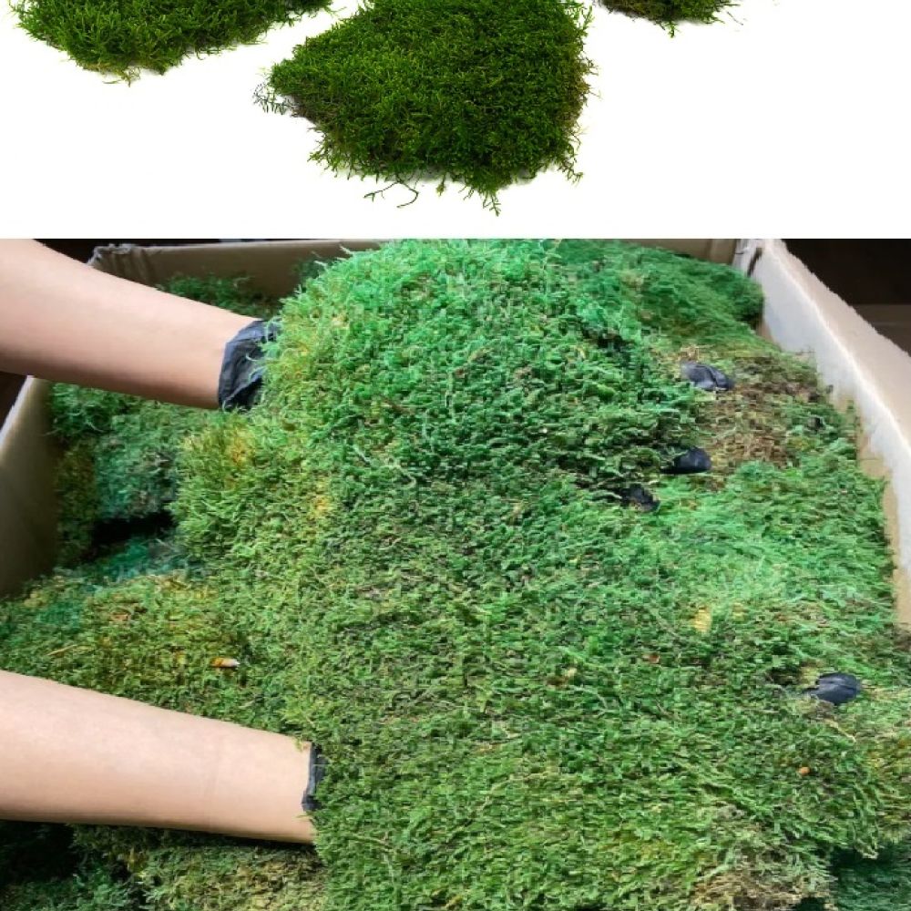 Muschio-stabilizzato-linfagreen