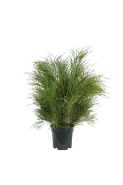 Planta de samambaia Tiki estabilizada