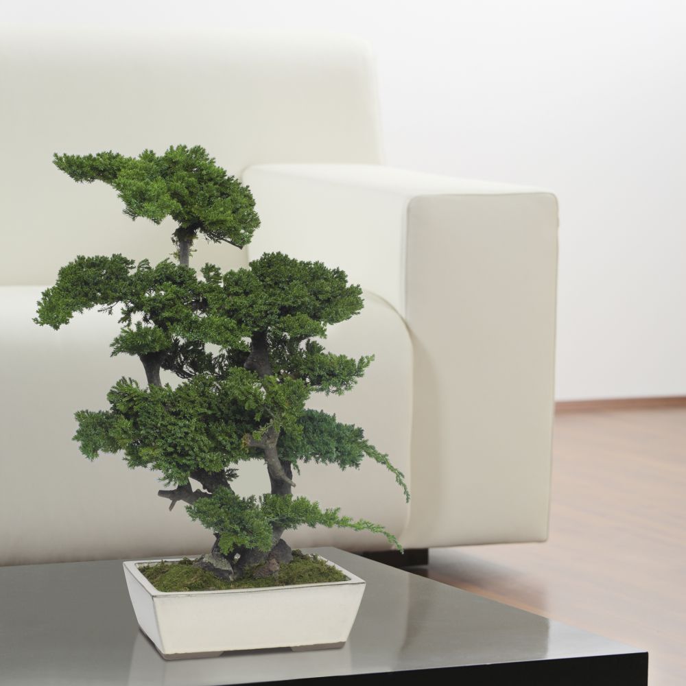 Bonsai_stabilizzati_Linfagreen