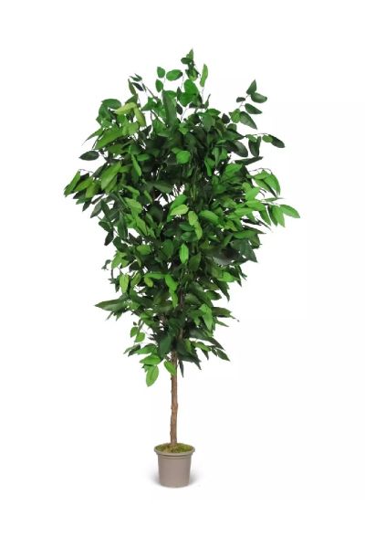 Planta de eucalipto robusta e estabilizada