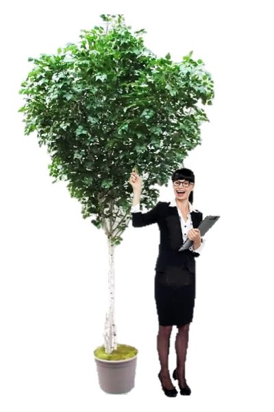 Albero artificiale Betulla special da 3,5 mt a 5,00 mt VE