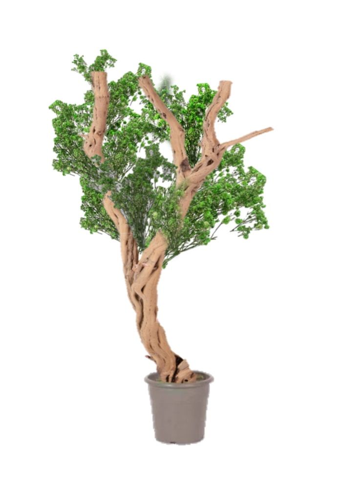 Planta estabilizada de madera fantasma de California