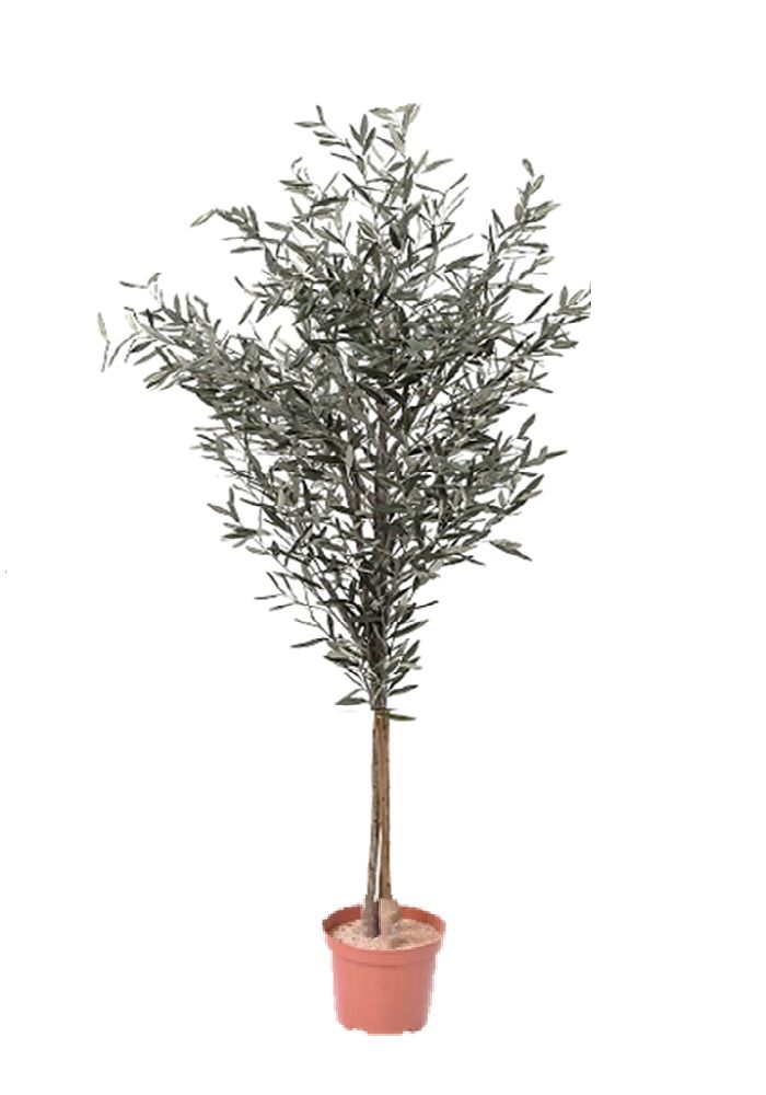 Plante d&#39;olive stabilisée mince