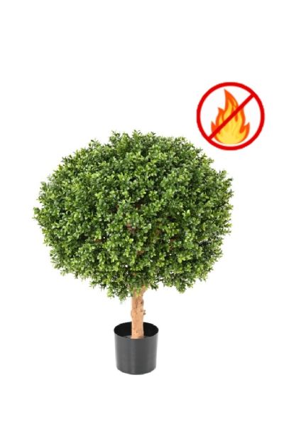 Pianta bosso boxwood sfera fuoco resistente es