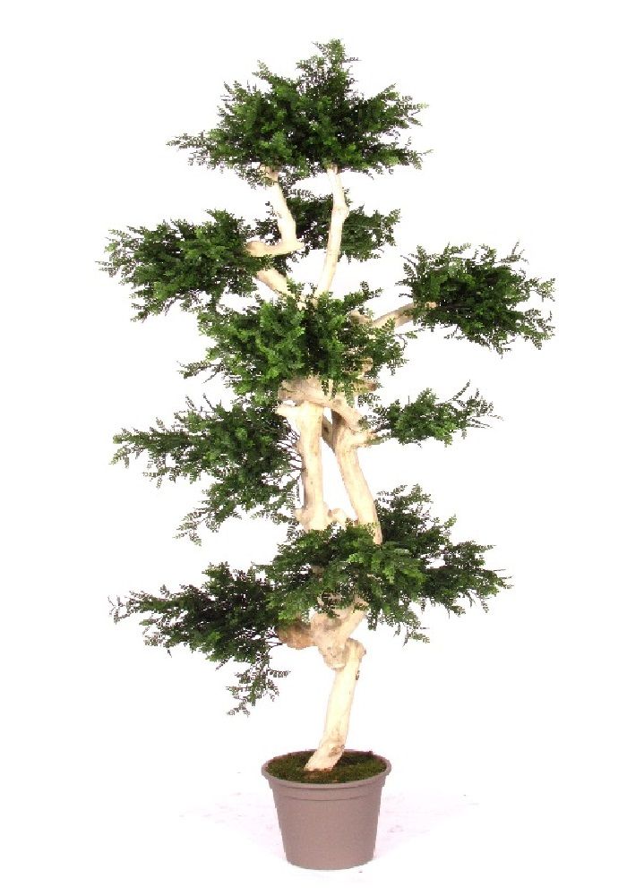Pianta Acacia artificiale cm 185 tronco zen VE