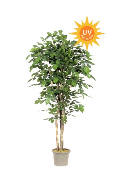Süni beech uvr multi tronco ve plan