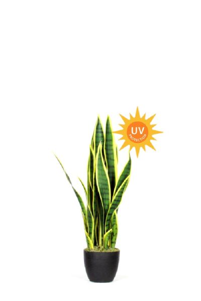 Plante les UVR artificiels de Sanseveria variaient diverses hauteurs VE