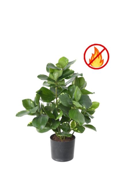 Plant Clusia Major résistant feu vert h 45 cm par exemple