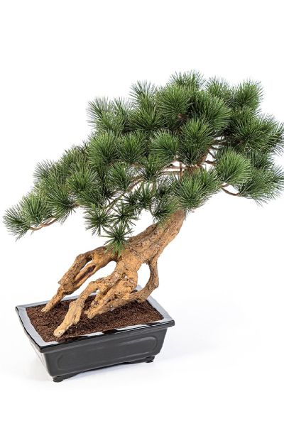 Bonsai pinus parviflora τεχνητό h 55 cm flw