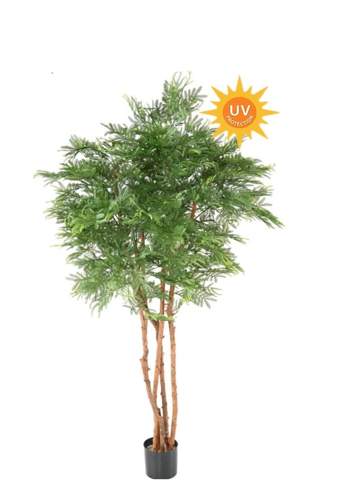 Pianta Acacia Mimosa artificiale senza fiore  H 80 -110 -150 -180 - 340 cm  UV es