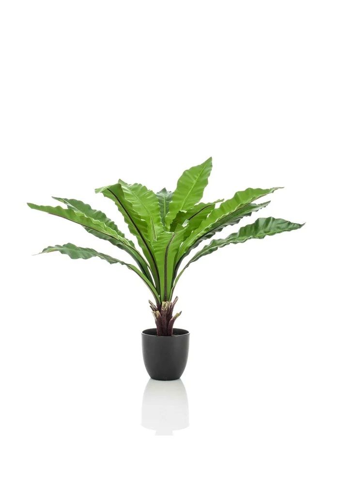 Plan Asplenium nidus Feries Fern Em Em