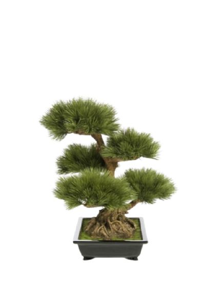 Bonsai Pinus Pinea Artificial H 60 cm Flw